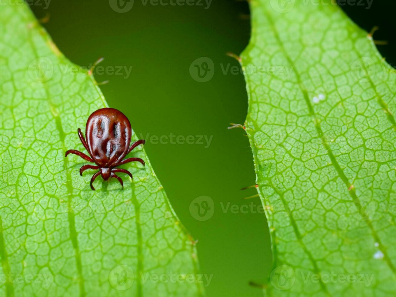 rojo garrapata en verde hoja foto