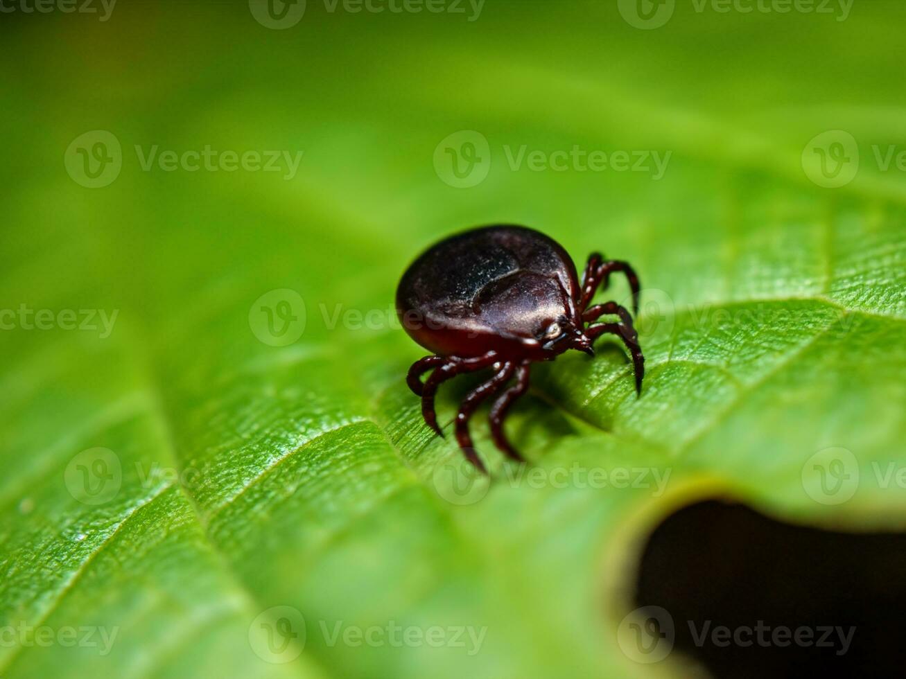 red tick on green leaf photo