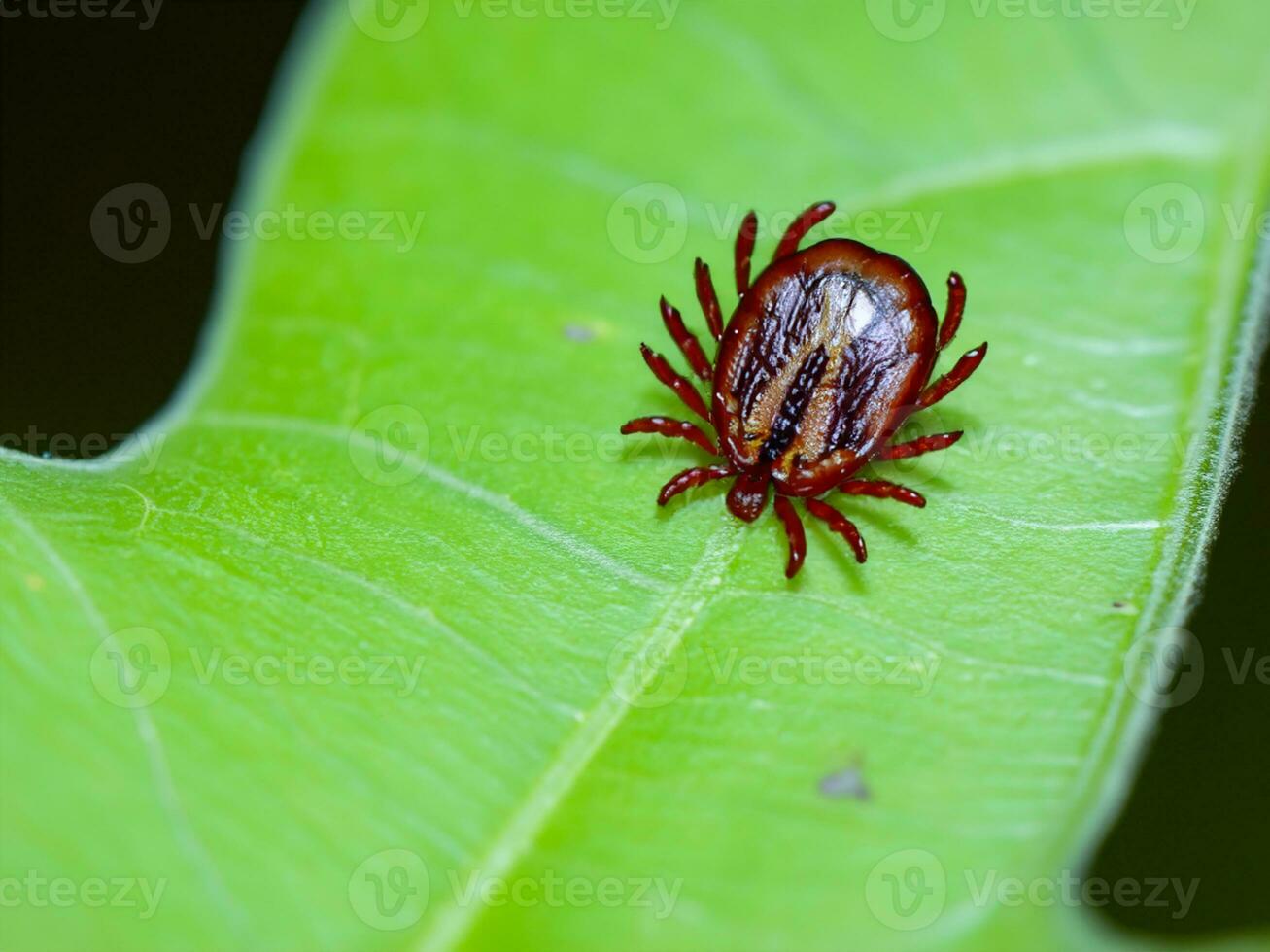 rojo garrapata en verde hoja foto