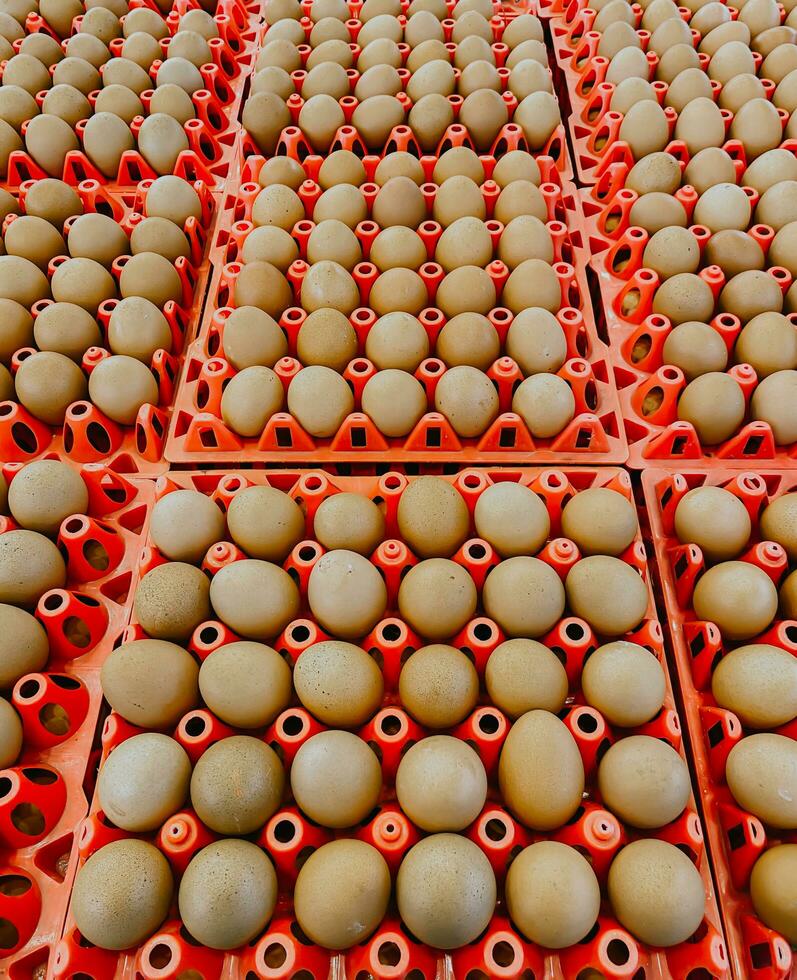 Chicken eggs on a red tray. photo