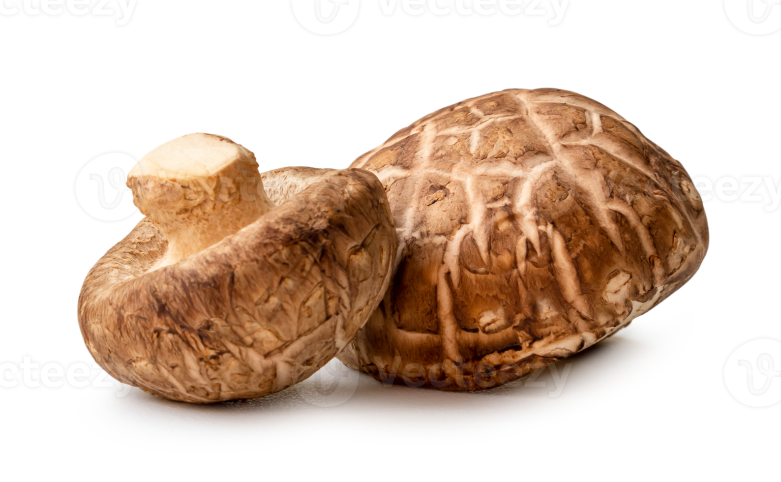 Fresh shiitake mushrooms in stack isolated with clipping path and shadow in png file format. Japanese and Chinese herb