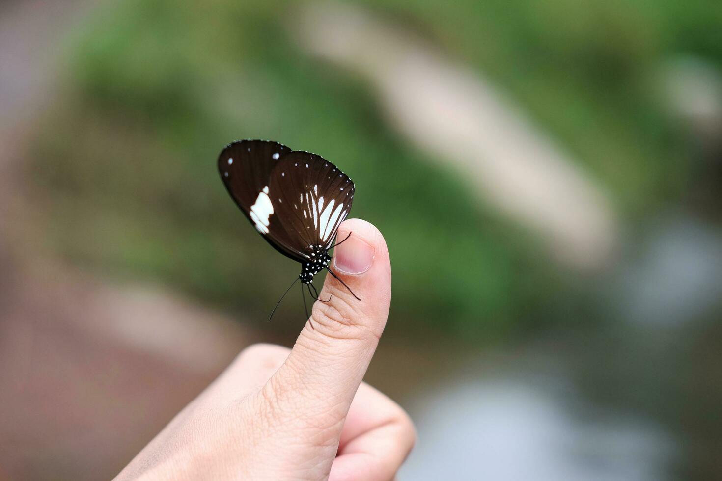 hermosa mariposa en mujer pulgar dedo con tropical lluvia bosque antecedentes. foto