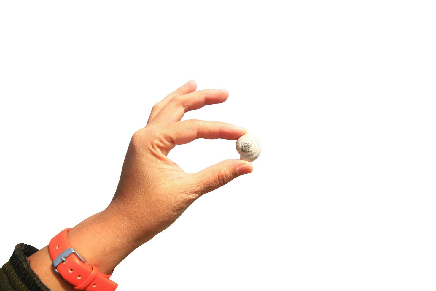 Asian woman Hand holding a snail or nautilus and shellfish isolate on white background. photo