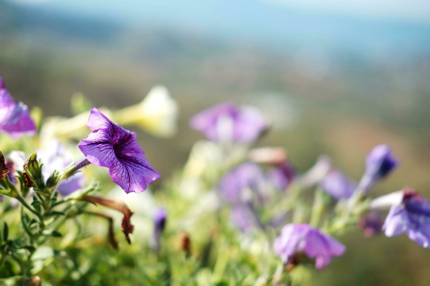 Blooming violet flowers in the meadow with natural sunlight. photo