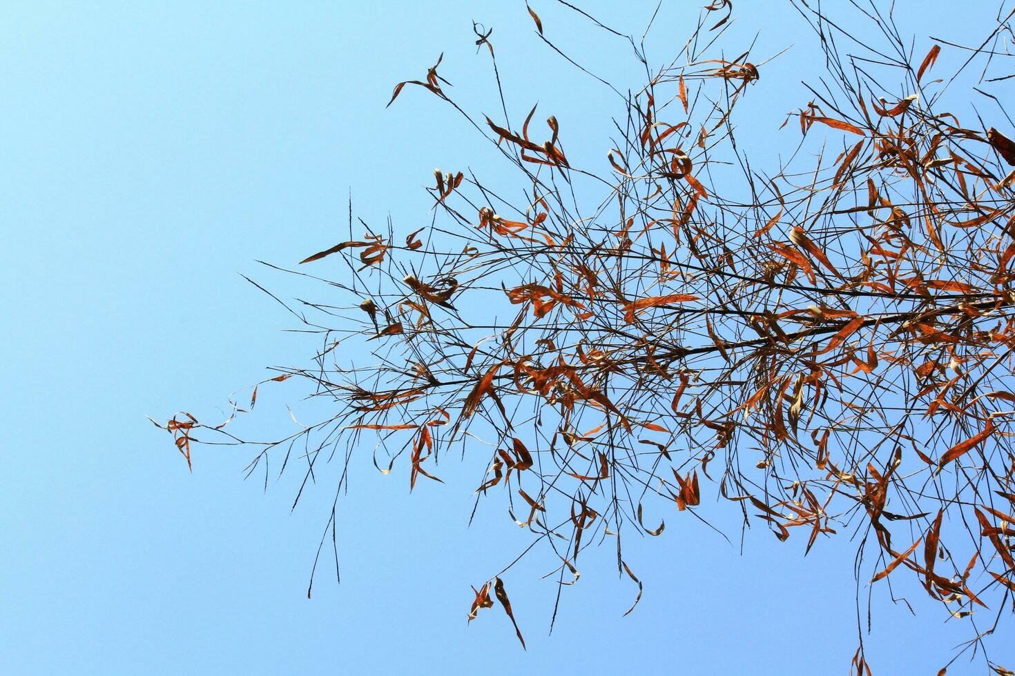 Beautiful bright dry leaves branch with blue sky in forest summer photo