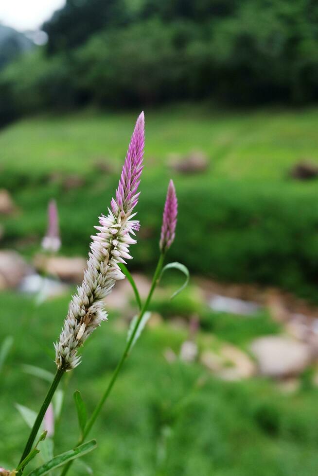 Blooming and fresh grass flowers in tropical rain forest and greenery wild jungle and Stream flowing through rocks. Travel in Thailand photo