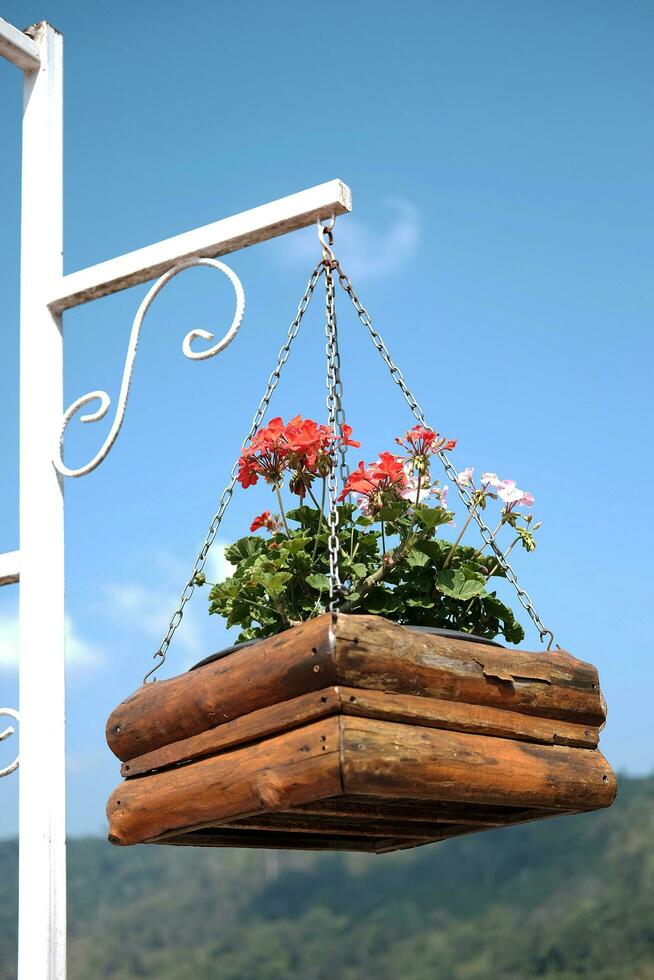 Blooming white and violet flowers in wooden pot hanging with iron pole in natural light garden and blue sky photo