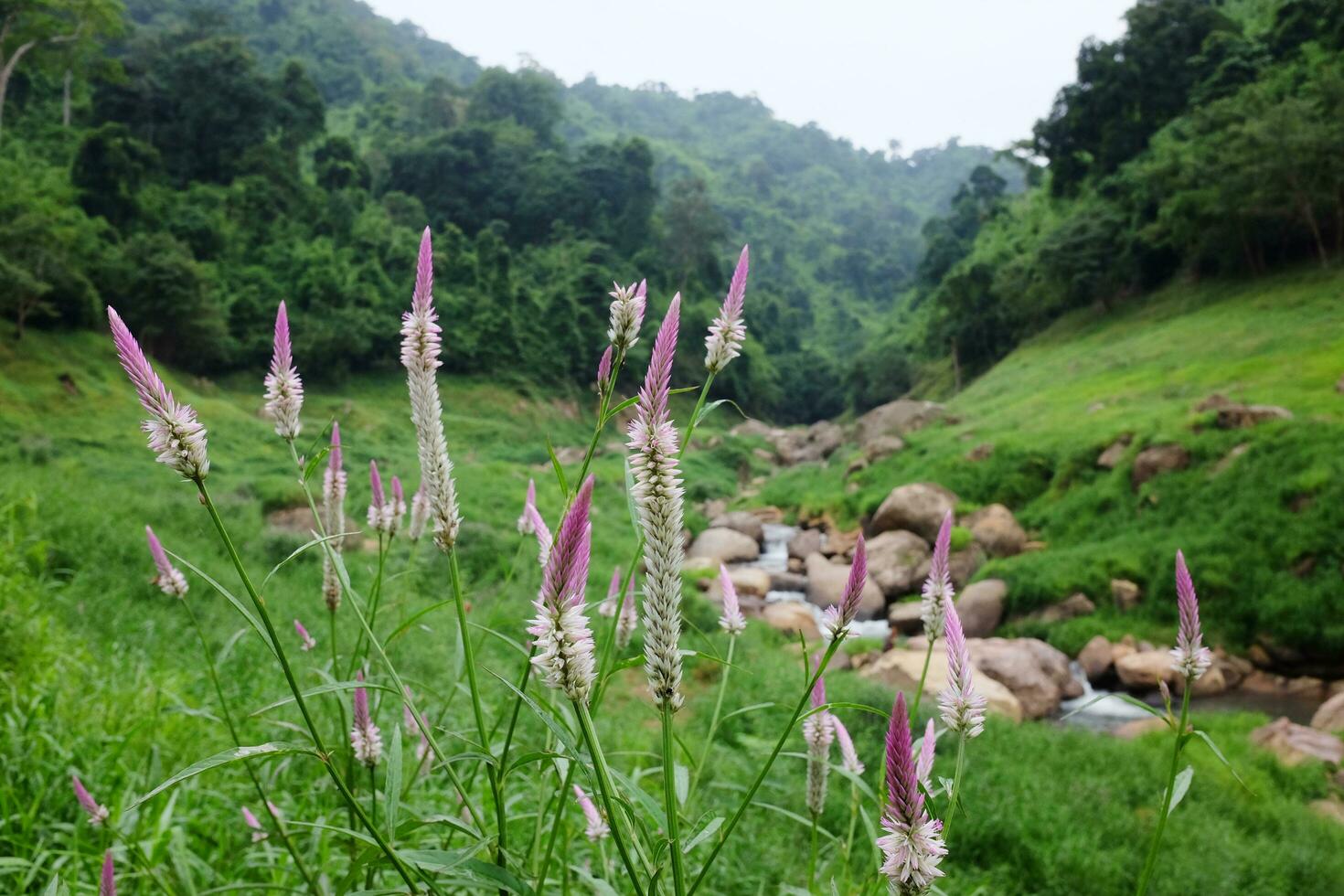 Blooming and fresh grass flowers in tropical rain forest and greenery wild jungle and Stream flowing through rocks. Travel in Thailand photo