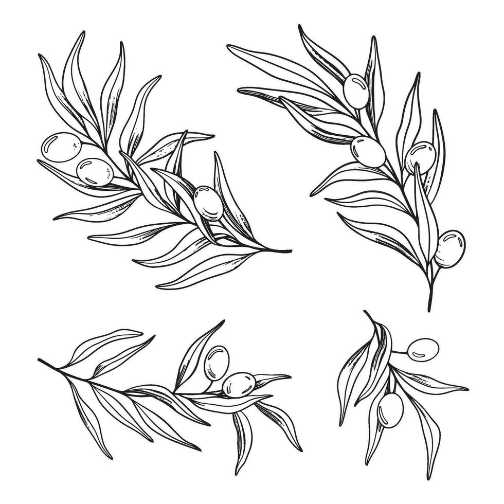bosquejo conjunto de aceituna rama con bayas y hojas. mano dibujado vector línea Arte ilustración. negro y blanco dibujo de el símbolo de Italia o griego para tarjetas, diseño logo, tatuaje.