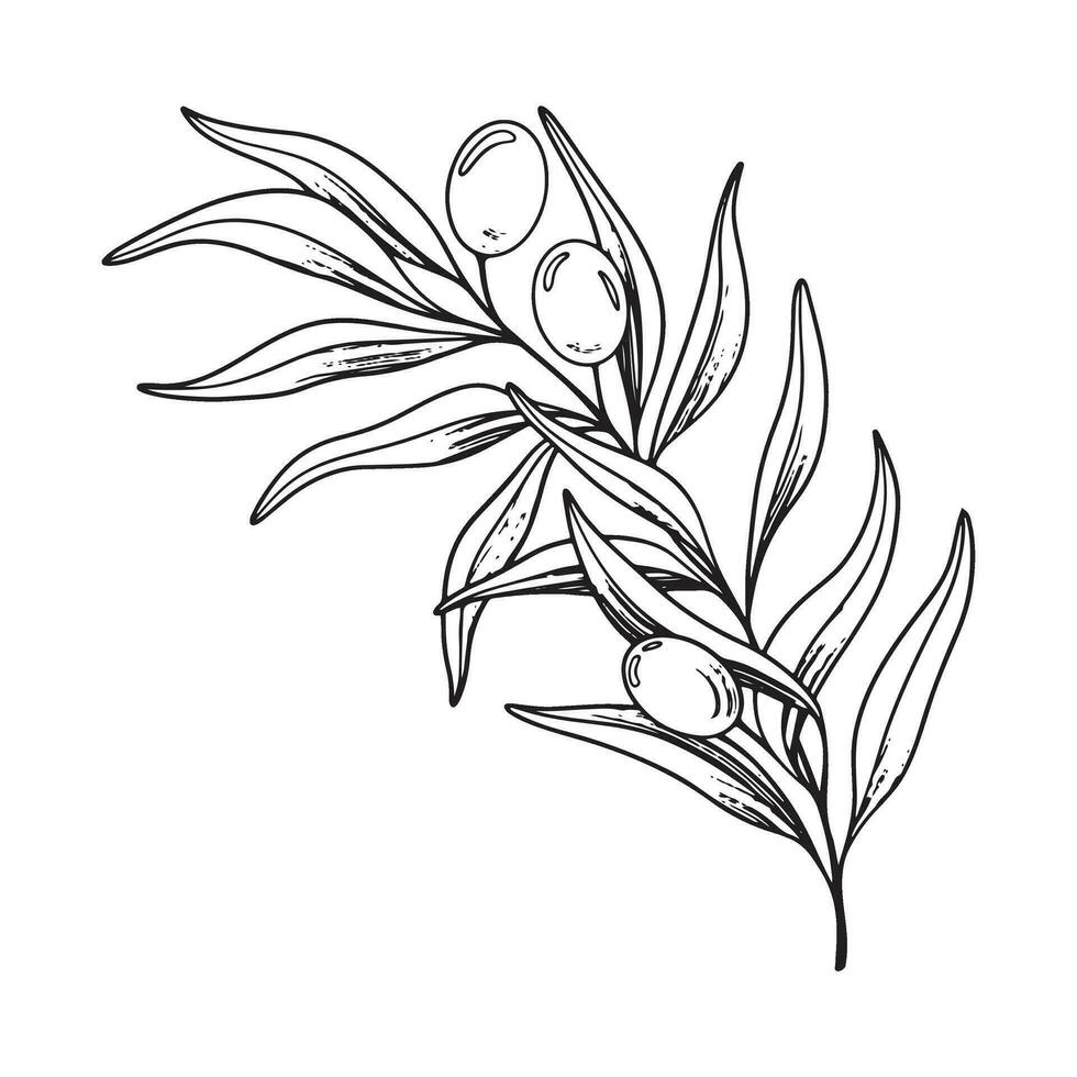 Sketch of olive branch with berries and leaves. Hand drawn vector line art illustration. Black and white drawing of the symbol of Italy or Greek for cards, design logo, tattoo.