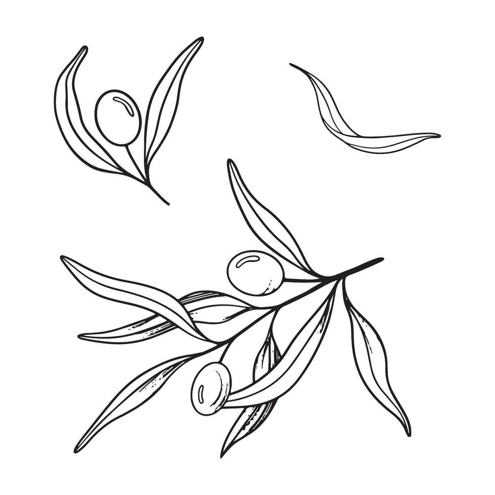 Sketch set of olive branch with berries and leaves. Hand drawn vector line art illustration. Black and white drawing of the symbol of Italy or Greek for cards, design logo, tattoo.
