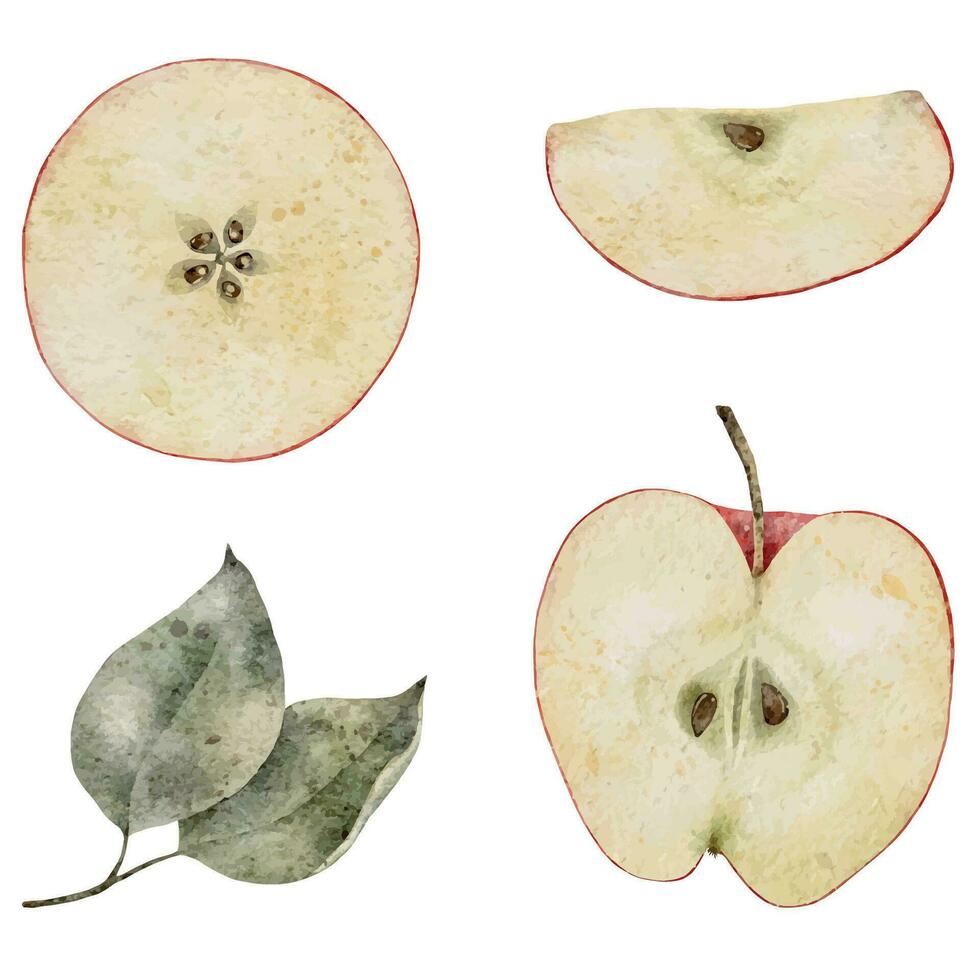 acuarela ilustración. rojo manzana con verde hojas. Fresco frutas para jugo embalar, menú, etiqueta vector