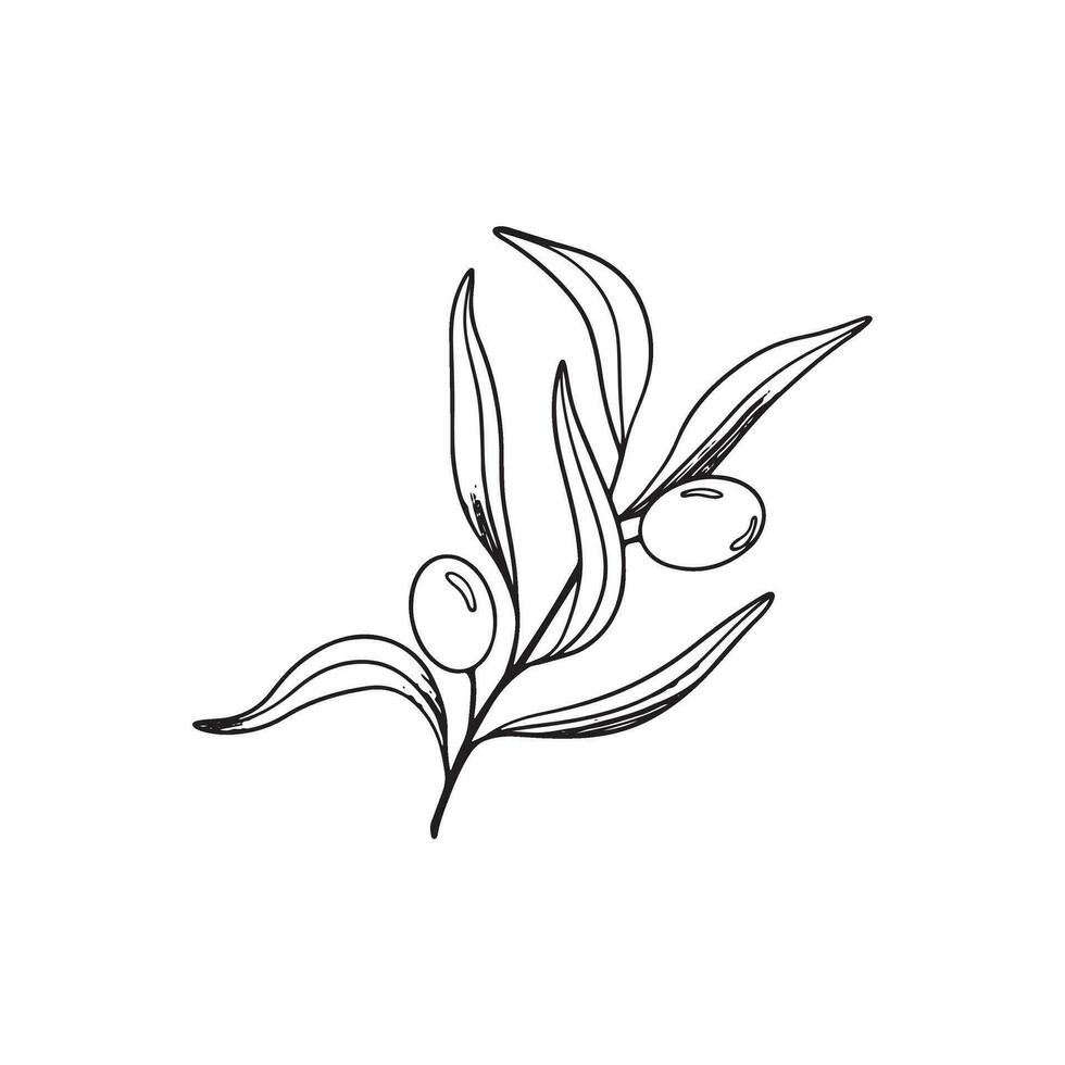 bosquejo de aceituna rama con bayas y hojas. mano dibujado vector línea Arte ilustración. negro y blanco dibujo de el símbolo de Italia o griego para tarjetas, diseño logo, tatuaje.