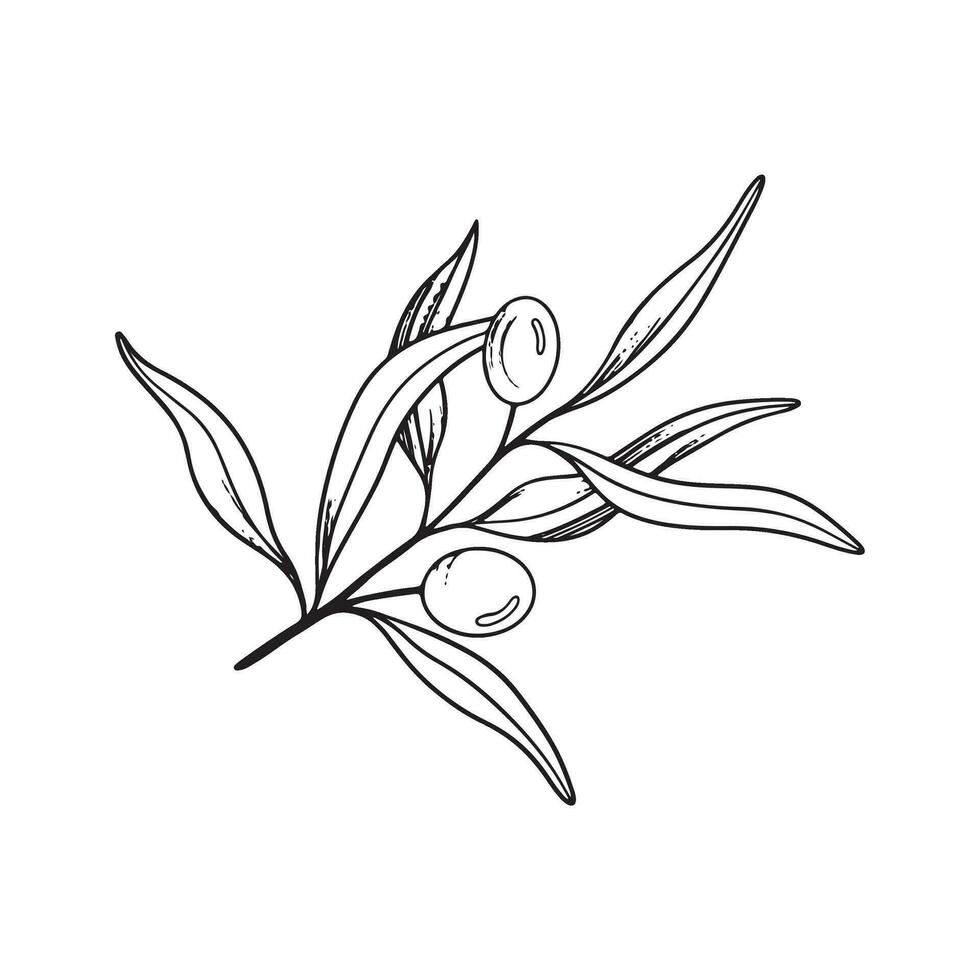 Sketch of olive branch with berries and leaves. Hand drawn vector line art illustration. Black and white drawing of the symbol of Italy or Greek for cards, design logo, tattoo.