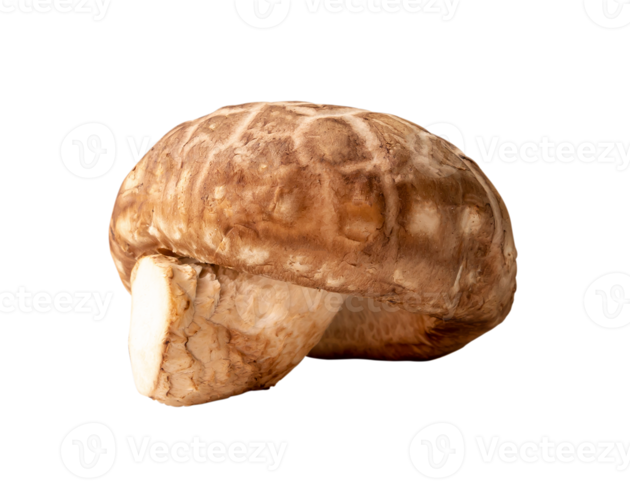 Fresh shiitake mushroom isolated with clipping path in png file format Japanese and Chinese herb