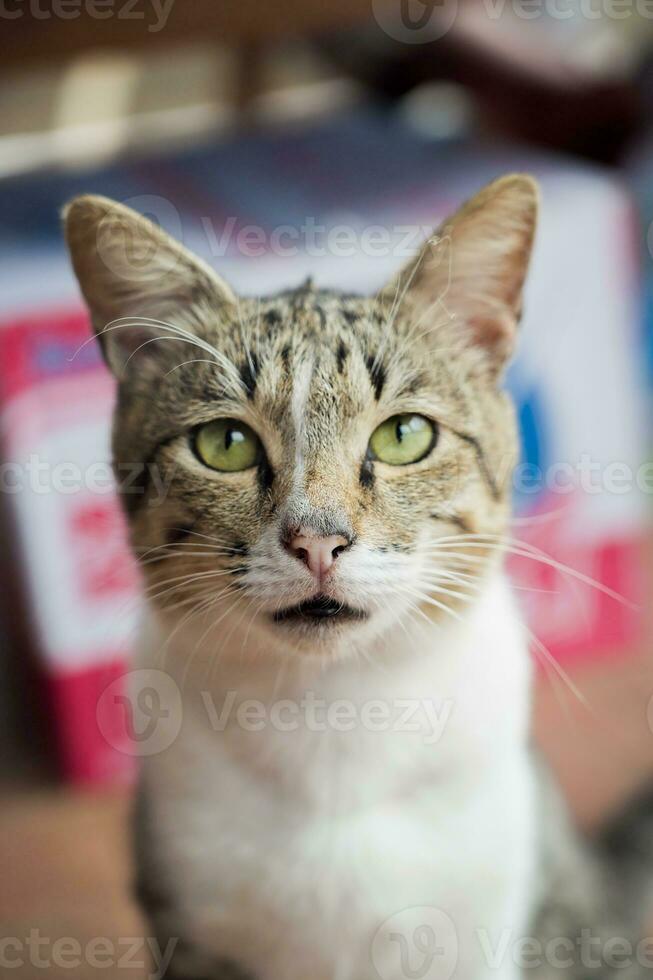 esta imagen capturas el adorable expresión de un gato mirando desconcertado foto