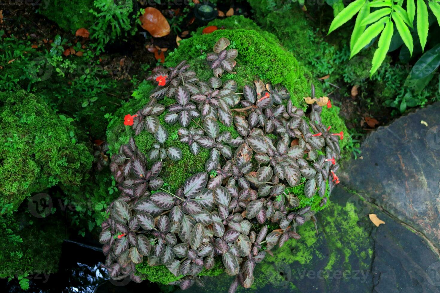 Bright red flower and leaves of Carpet plant or Episcia blooming on rock in natural environment. photo