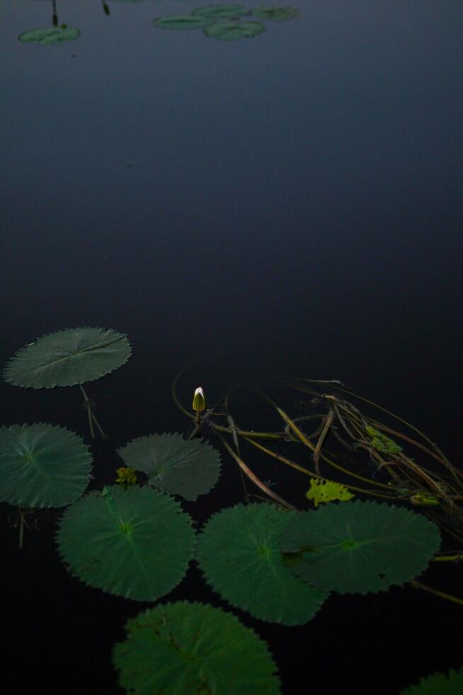 agua lirio en el oscuro foto