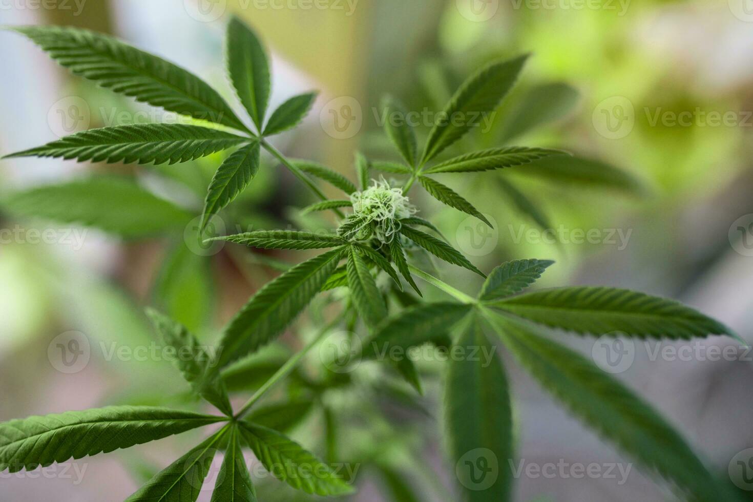 Close-up young hemp. Cannabis is a standoff between a drug and a medicine.growing organic cannabis background herb on the farm photo