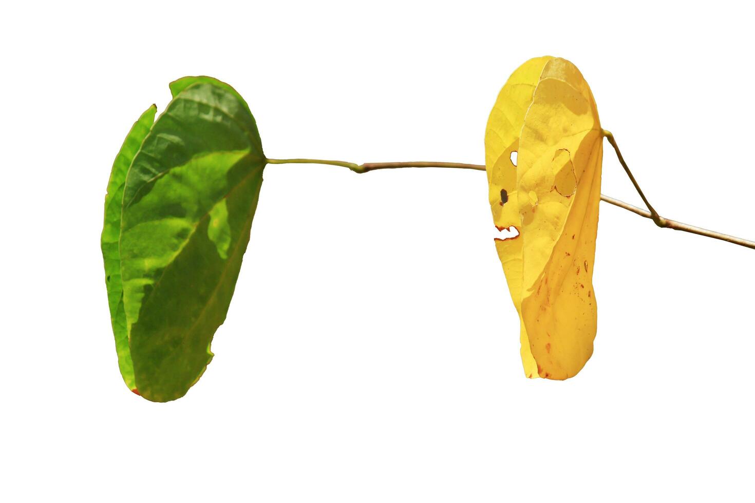 Beautiful bright dry green and yellow leaves branch isolated on white background photo
