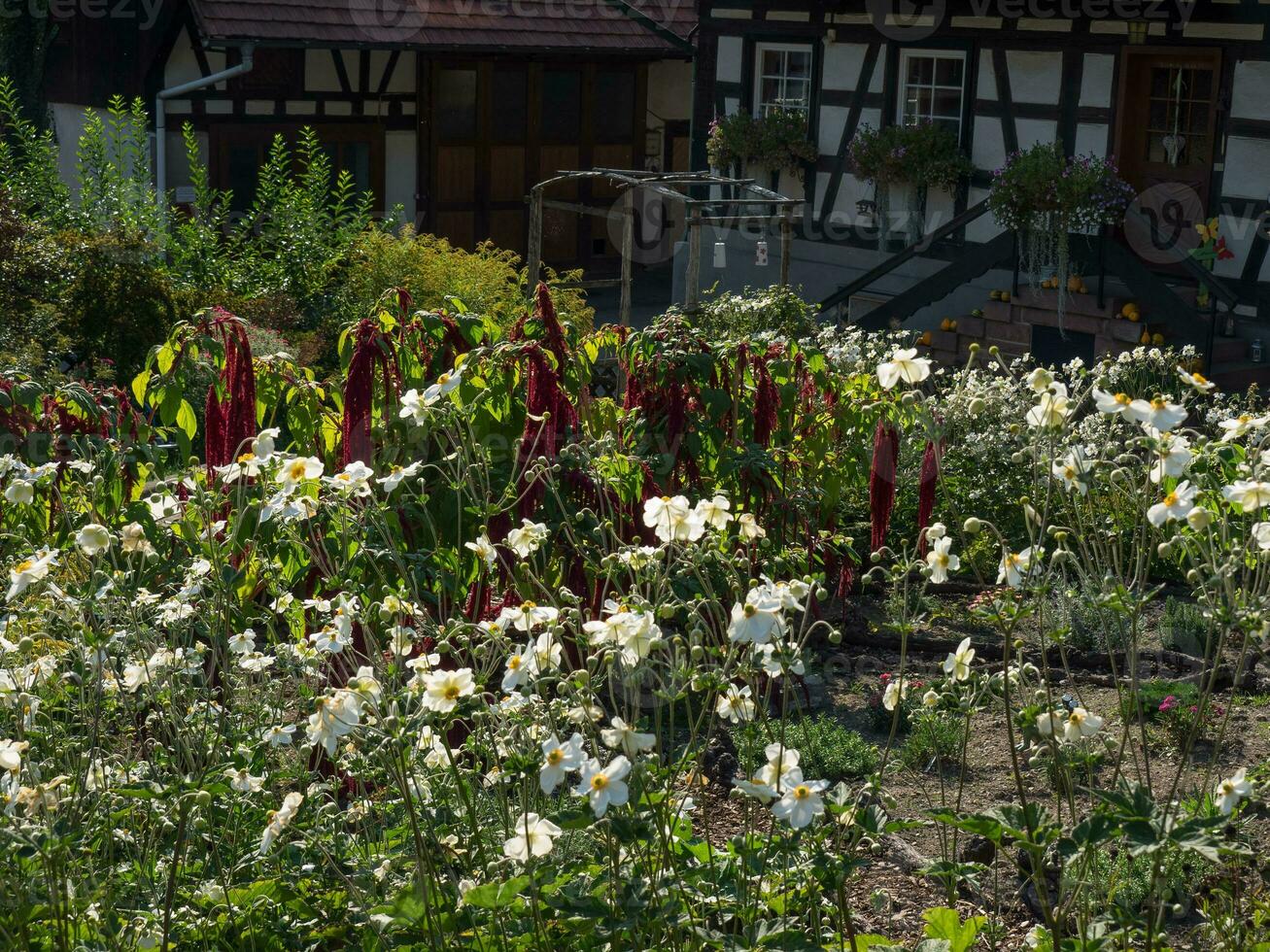 the black forest in germany photo