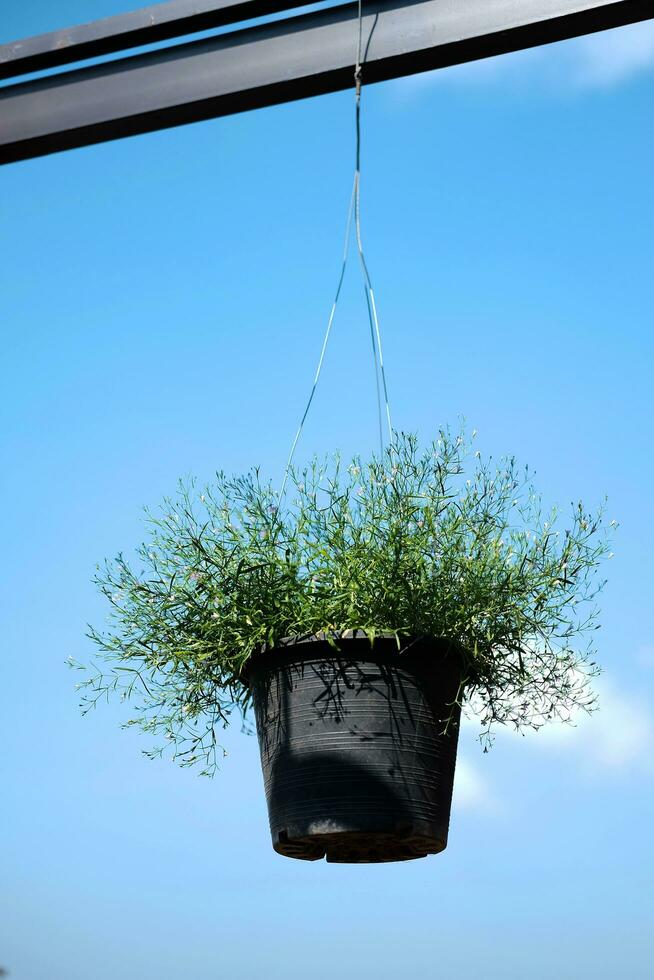 Blooming white flowers in black pot hanging with iron pole in natural light garden and blue sky photo