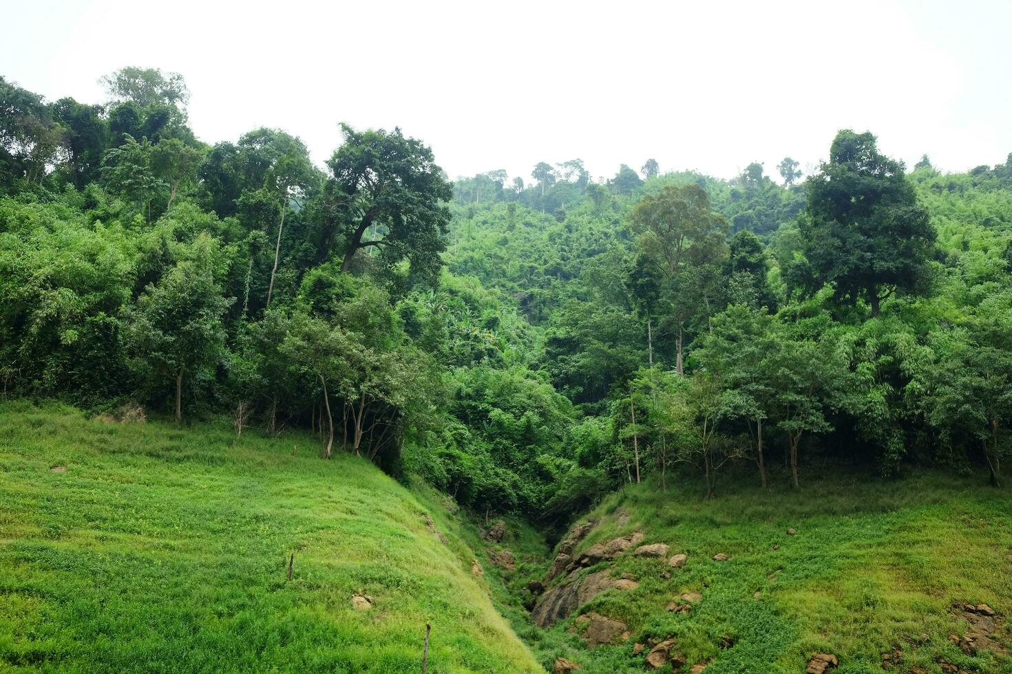 Freshness landscape for tropical rain forest with foggy and greenery mist in wild jungle. Travel in Thailand photo