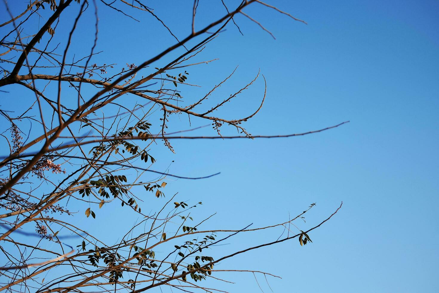 Dry Branch on blue sky with sunlight. photo