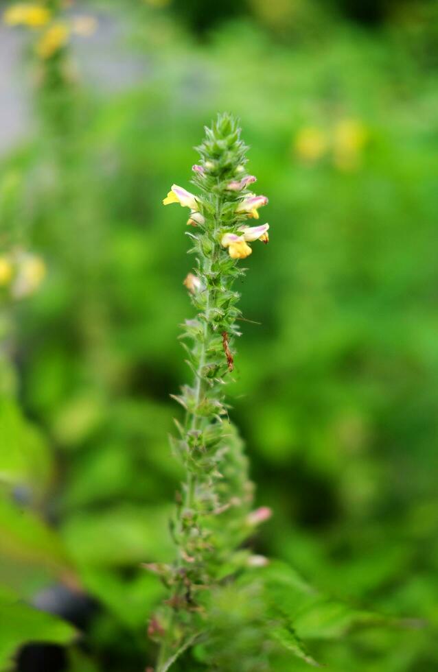 pequeño césped flores de flores silvestres en bosque prado y salvaje pastos con natural ligero en jardín foto