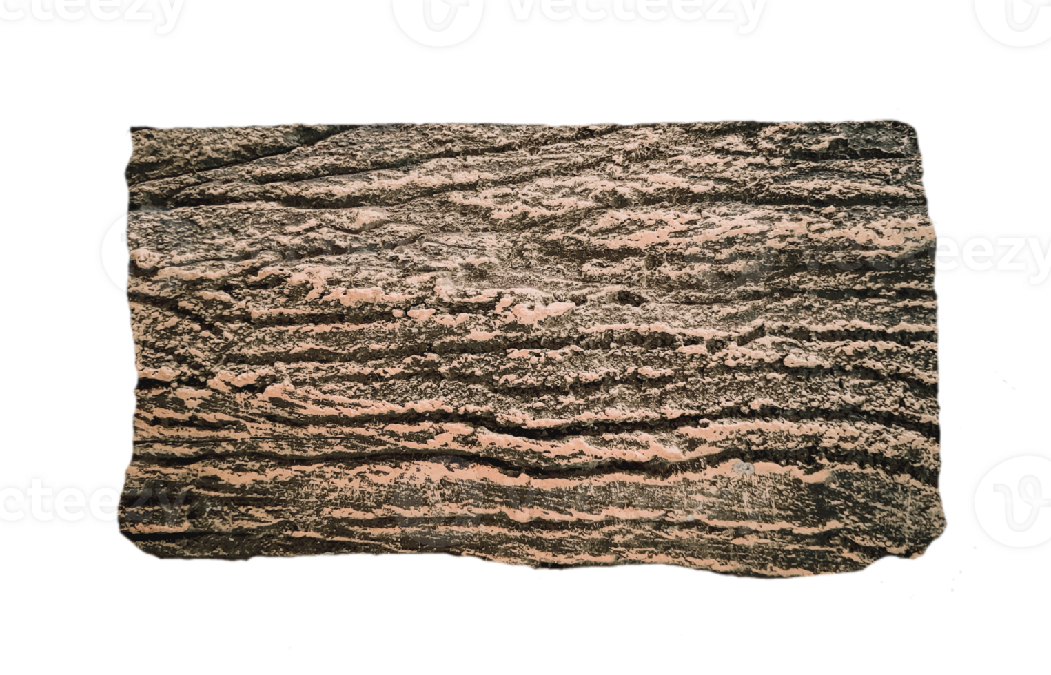 Close up texture of tree bark isolated on transparent background for using text box. png