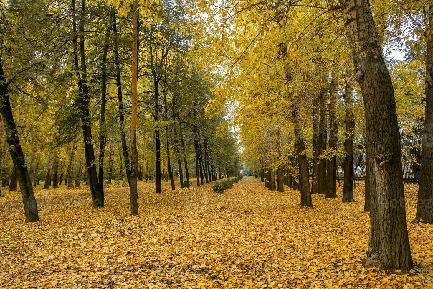 Beautiful romantic alley in a park with colorful trees and sunlight. photo