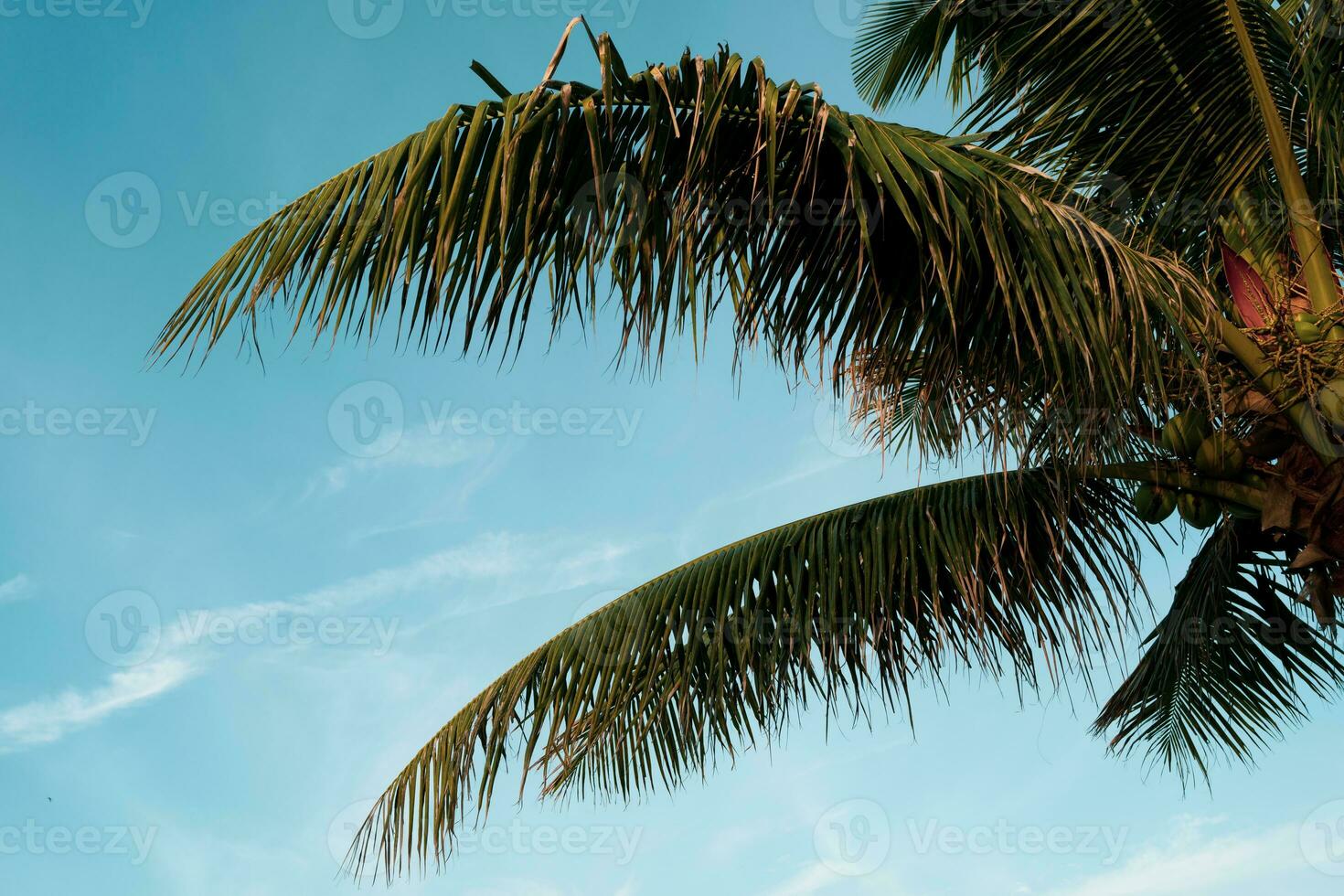 Coco palma árbol en el azul cielo con luz de sol de Mañana en verano. foto