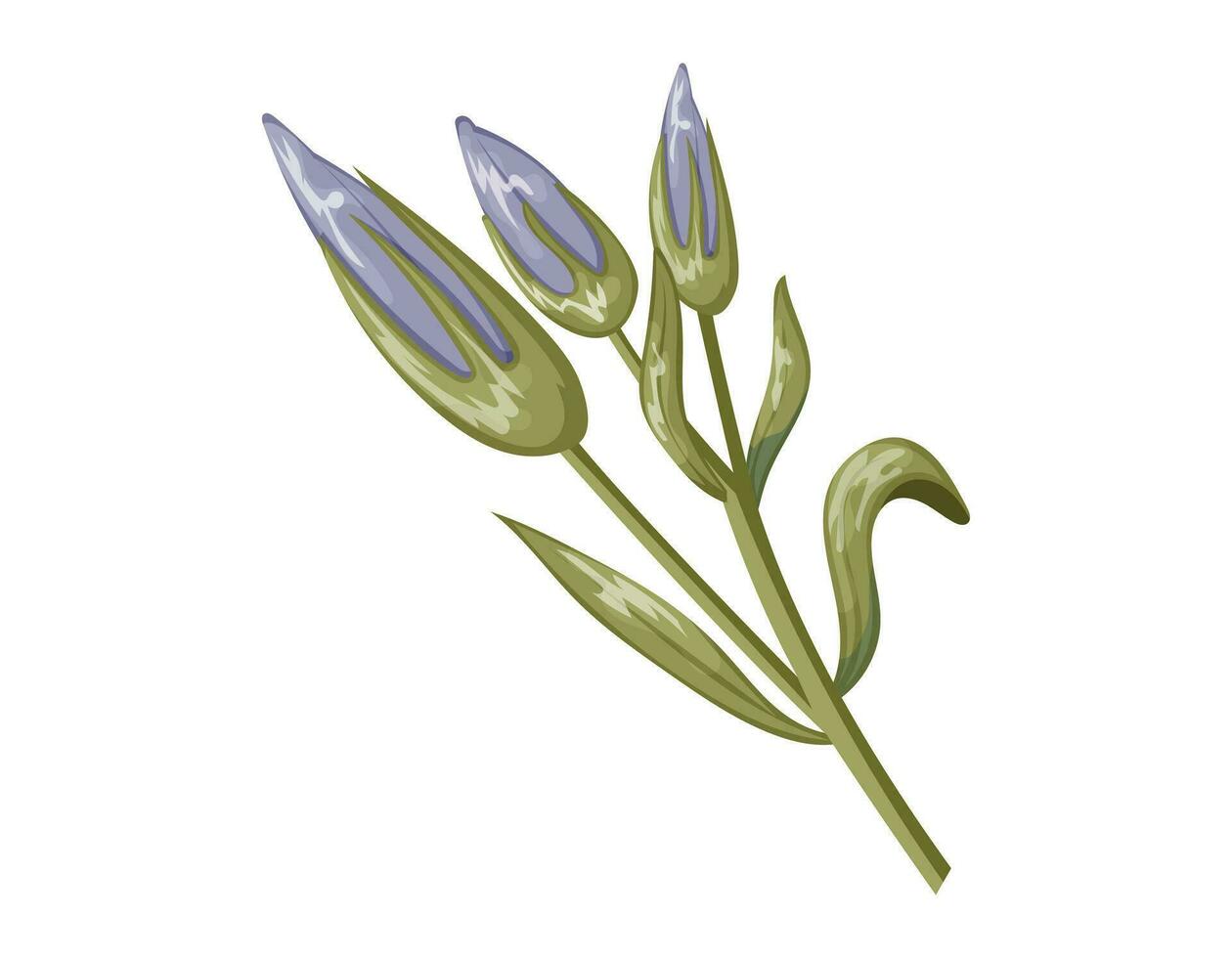 Purple crocus buds with petals on a stem with green leaves. Vector isolated cartoon flower.