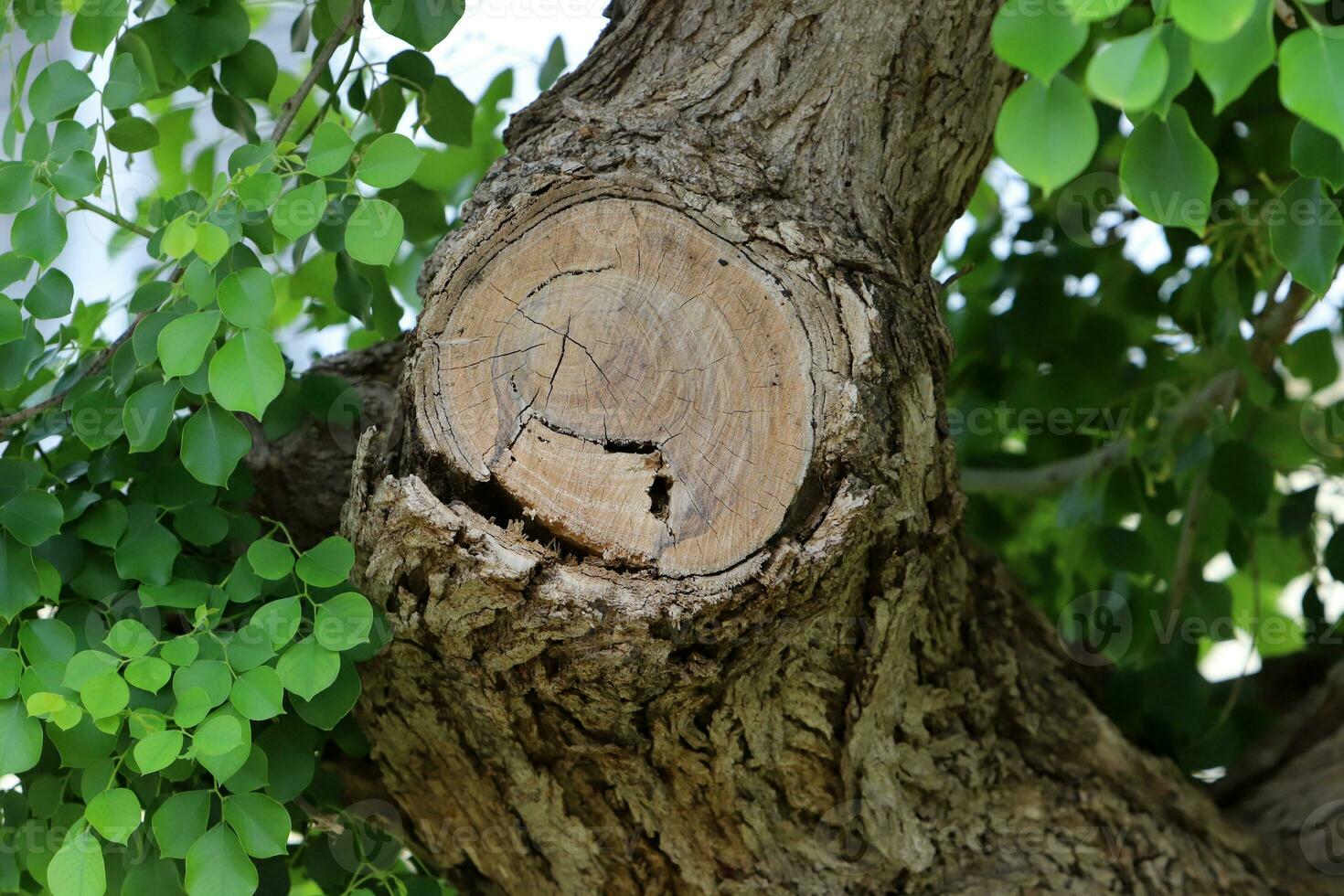 An old tree stump in a clearing in a city park. photo