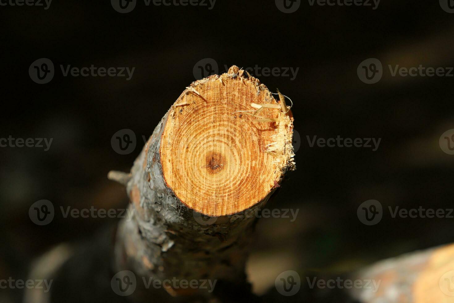 An old tree stump in a clearing in a city park. photo