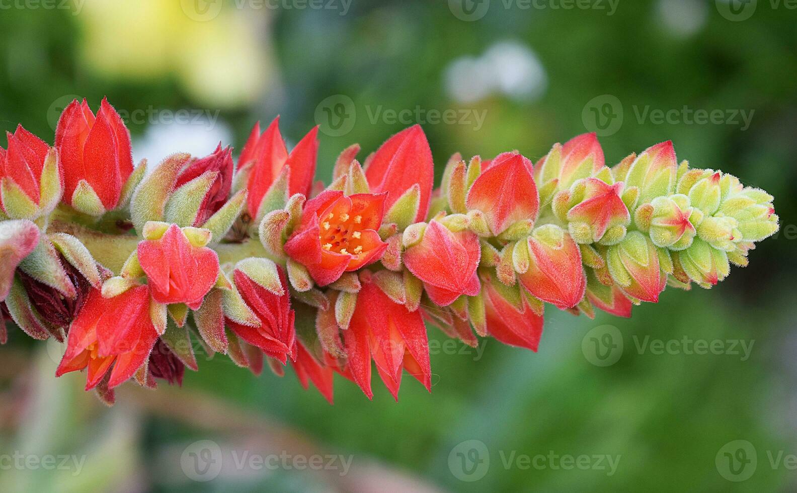 Red flowers theme photo