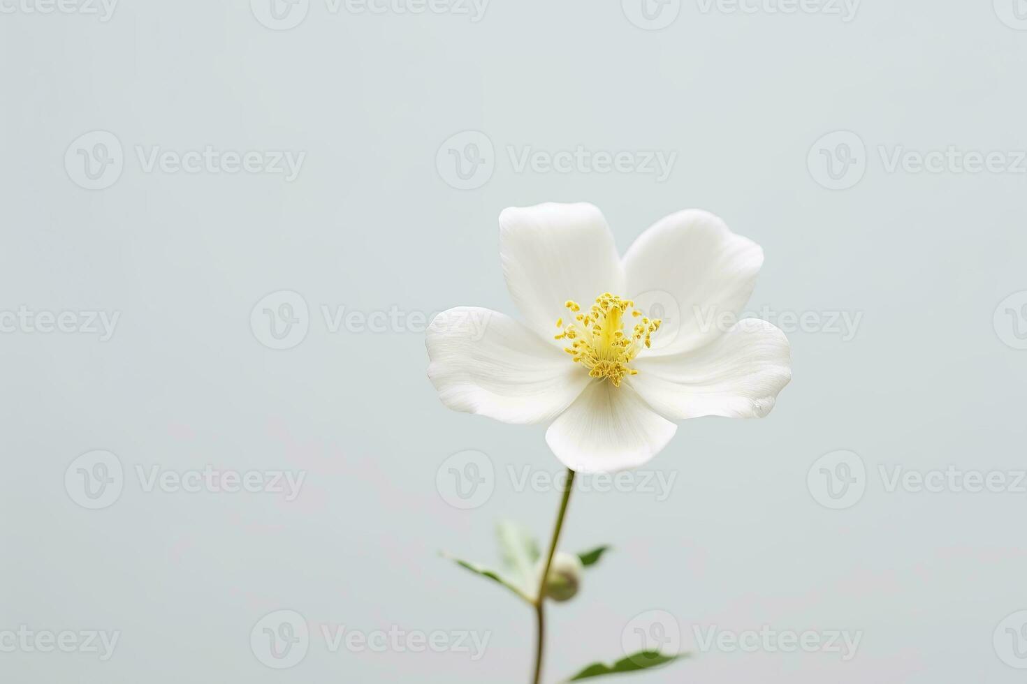 A single white flower on a plain background Generative AI photo