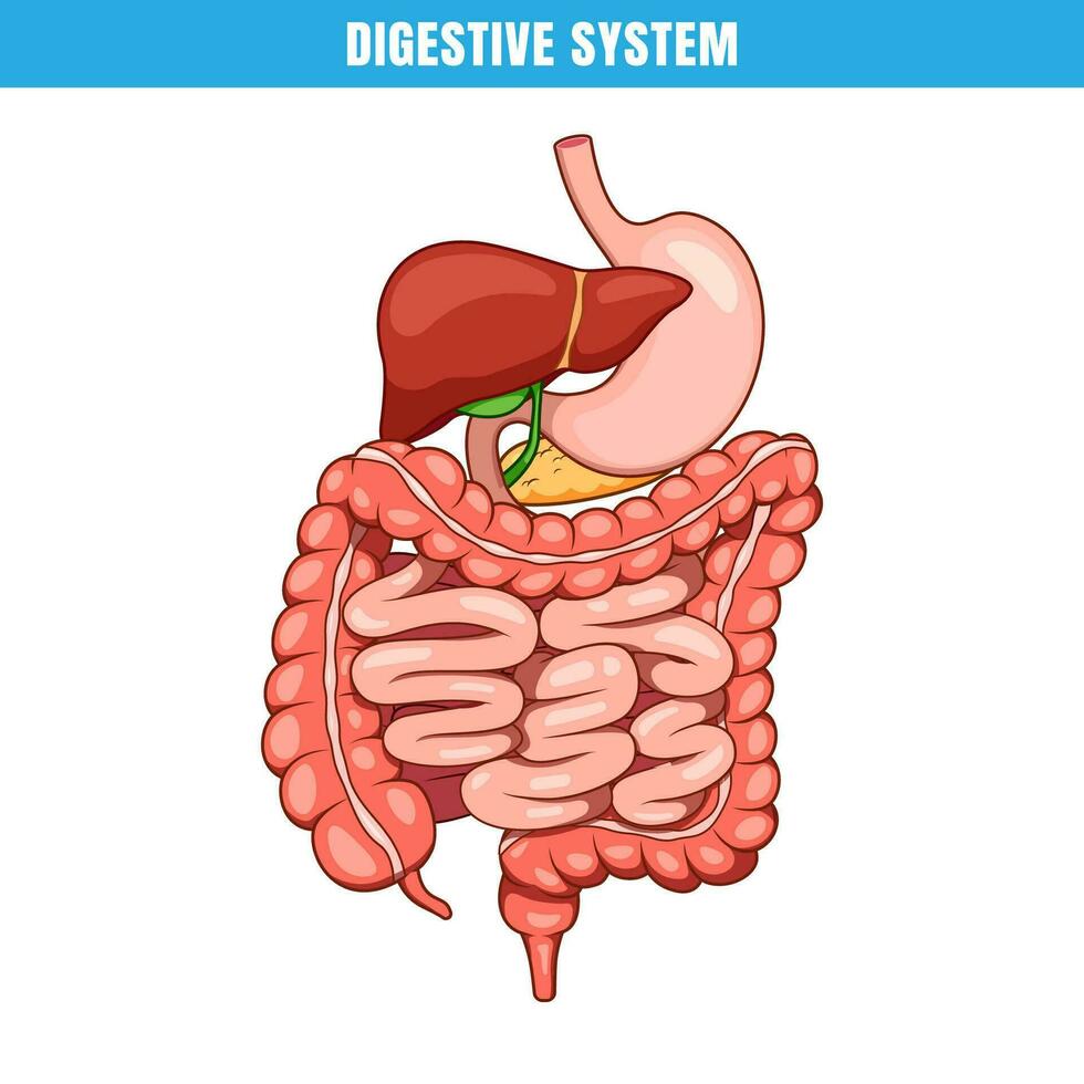 anatomía de el humano digestivo sistema. interno Organo digestivo sistema vector. vector