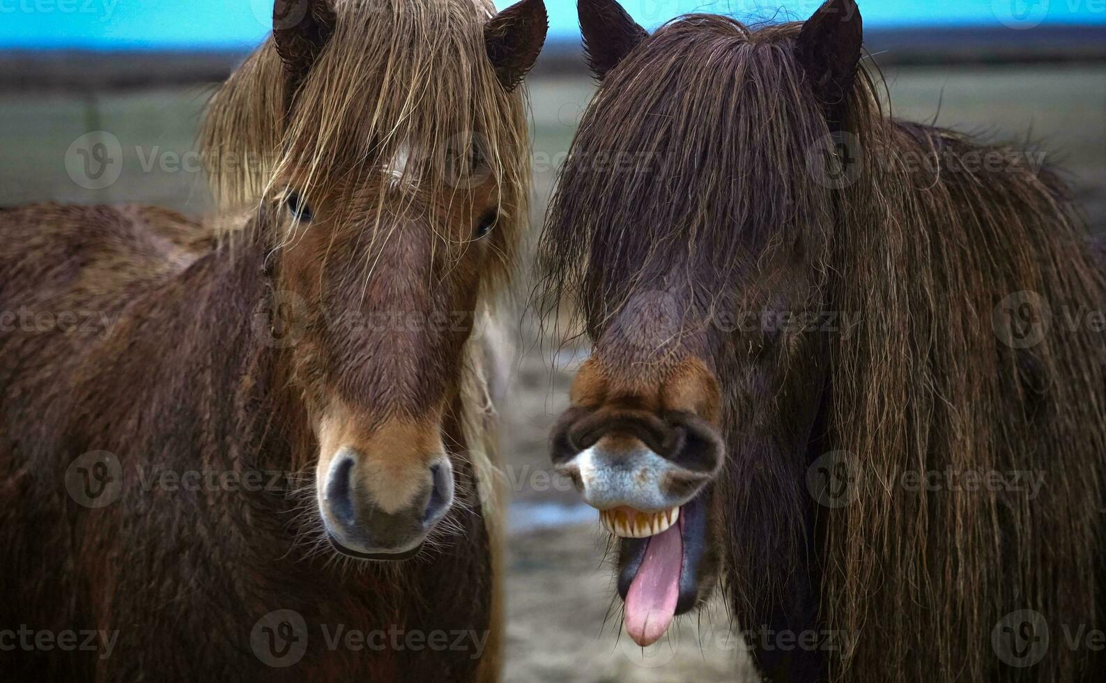 Icelandic Horses in Hella photo