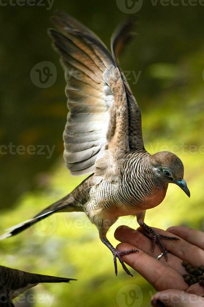 cebra palomas alimentación foto