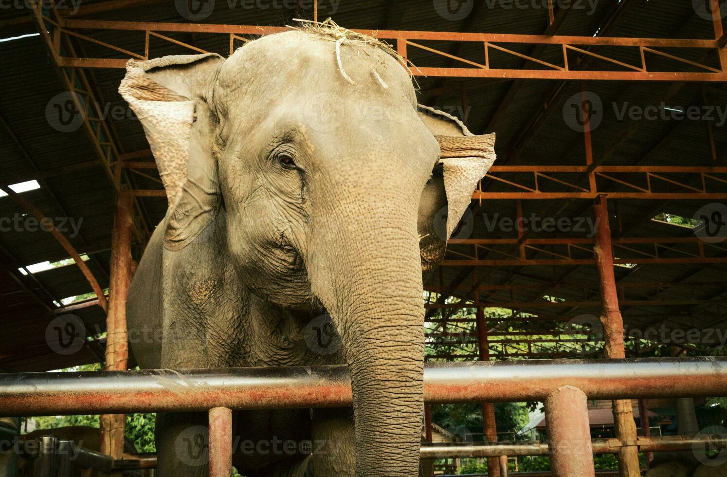 Thai Elephant in Captivity photo