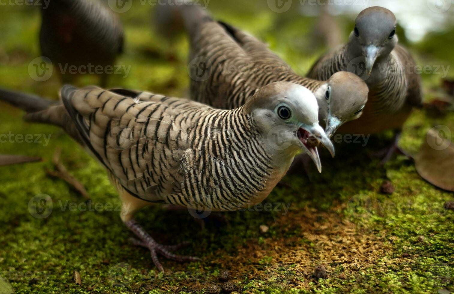 cebra palomas comiendo foto