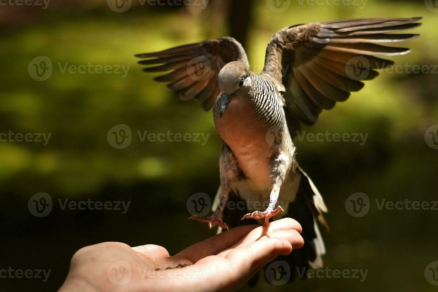 Zebra Doves Feeding photo