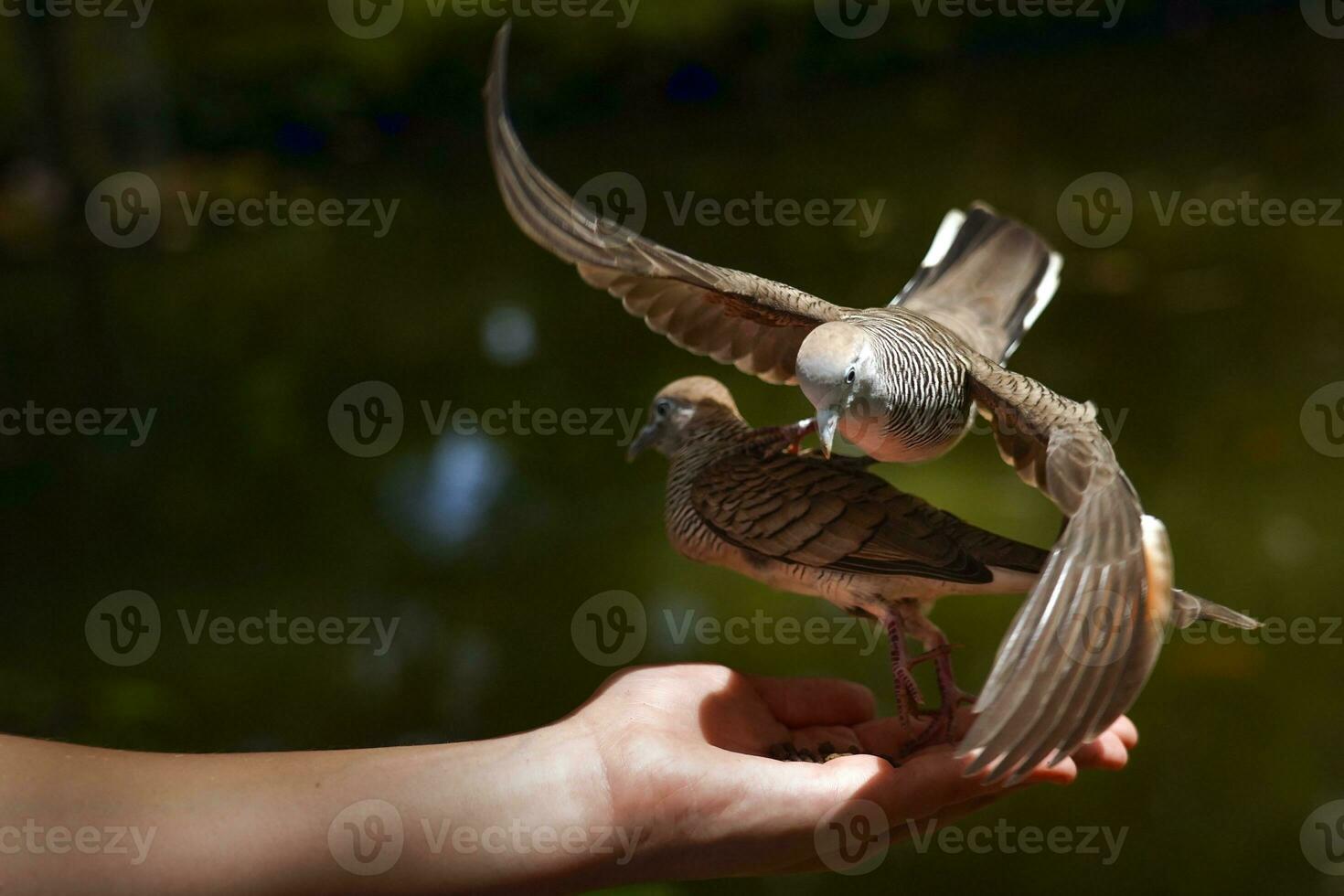 cebra palomas alimentación foto