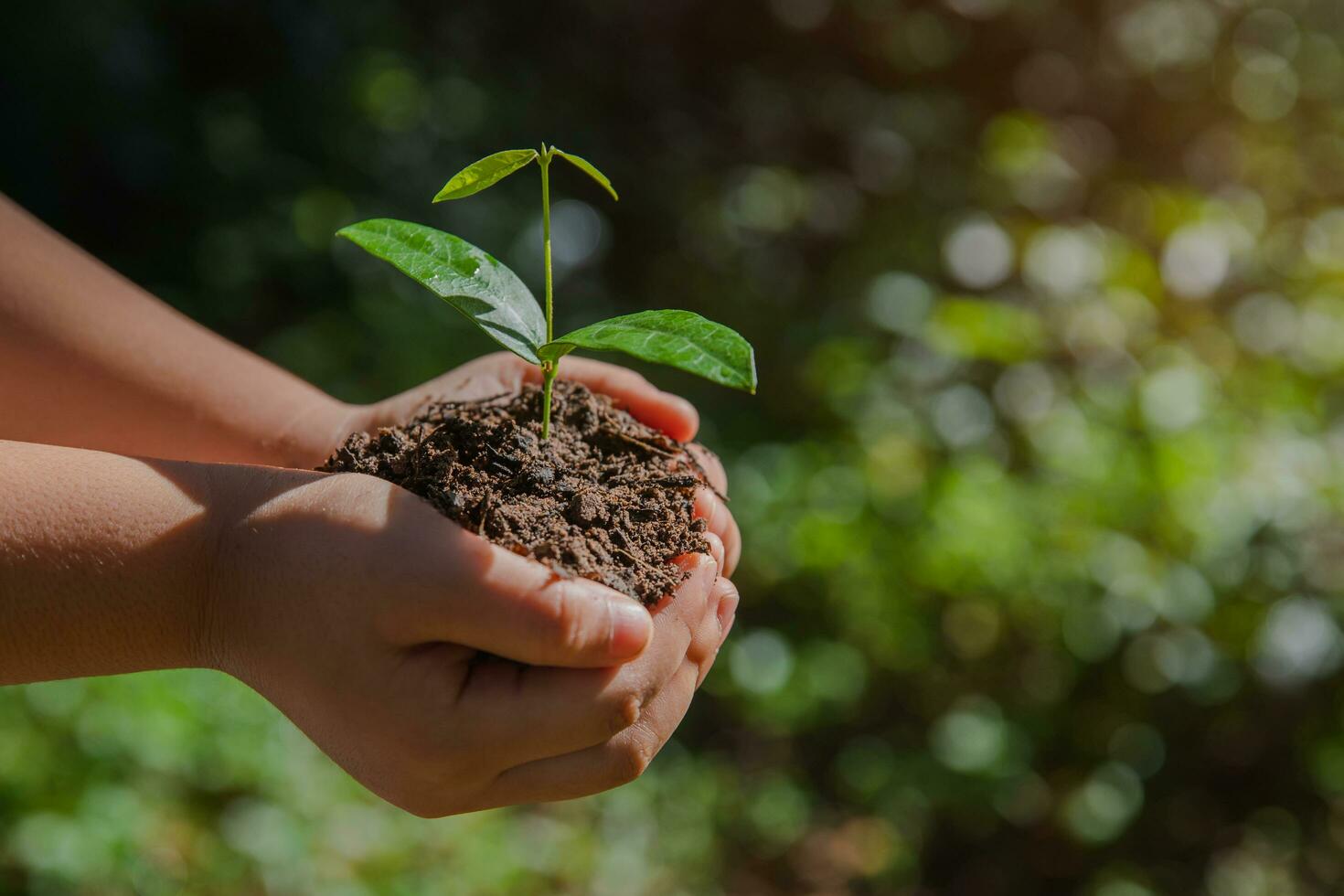 environment Earth Day In the hands of trees growing seedlings. Bokeh green Background kid hand holding tree on nature field grass Forest conservation concept photo