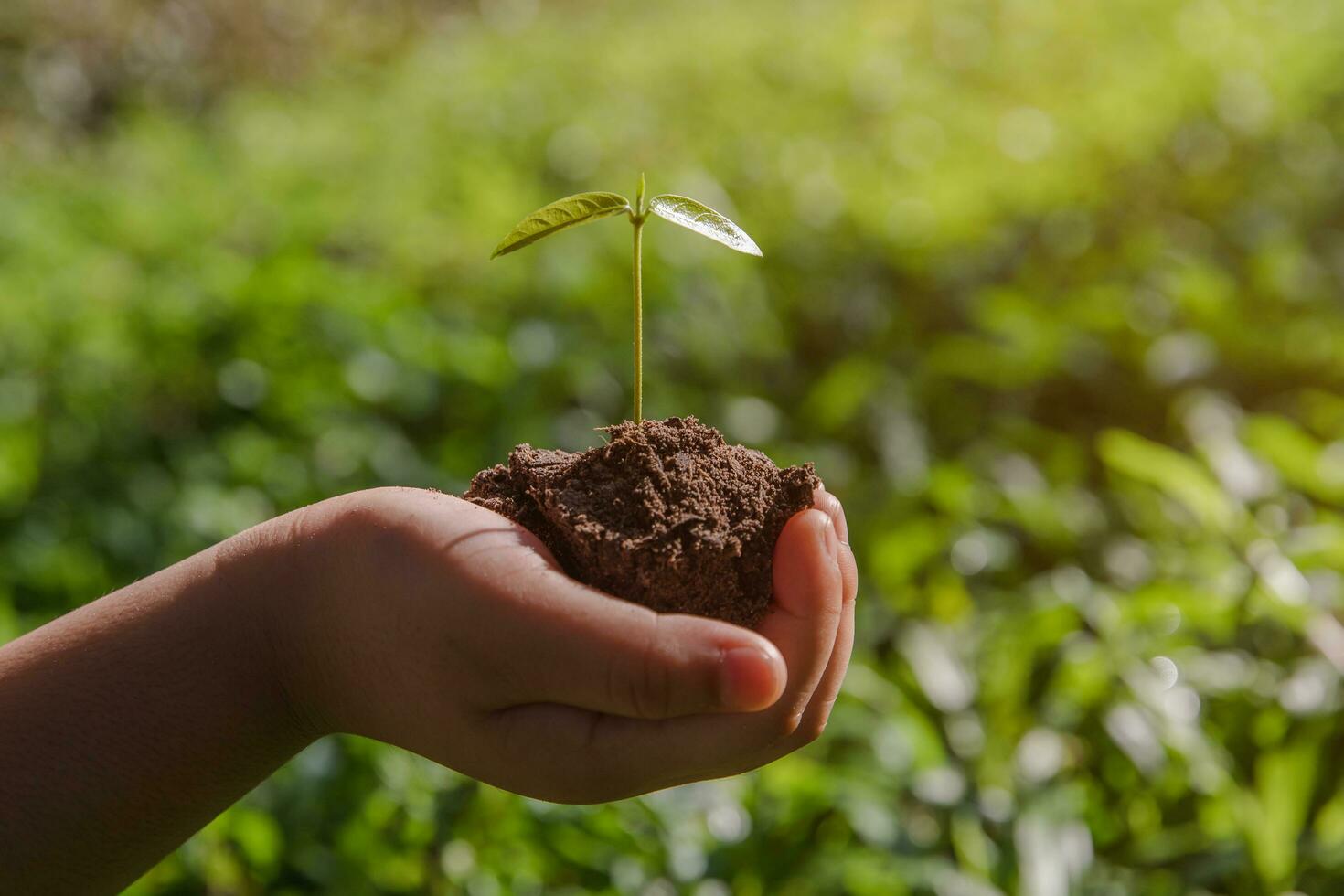 environment Earth Day In the hands of trees growing seedlings. Bokeh green Background kid hand holding tree on nature field grass Forest conservation concept photo