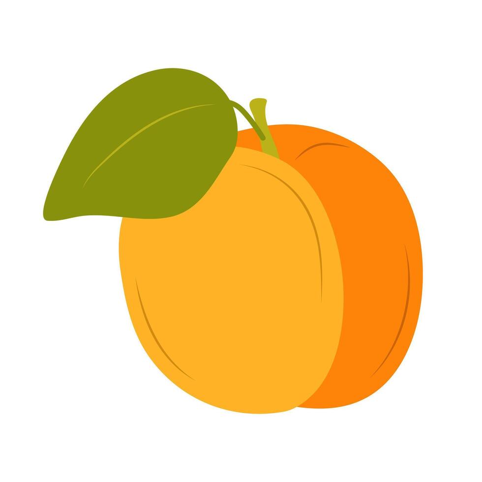 Apricot. Flat illustration of apricot isolated on white background. vector