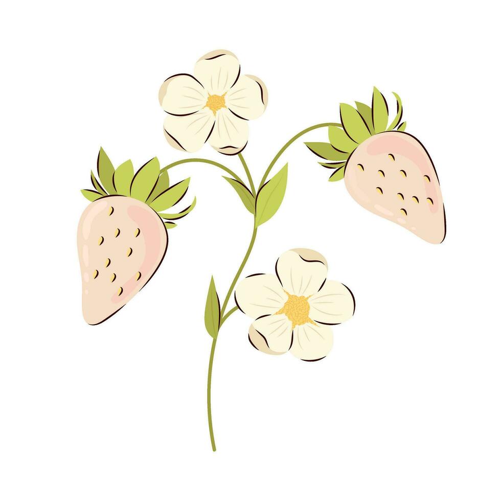 Flowering branch with ripe white strawberries on a white background. Strawberry vector illustration