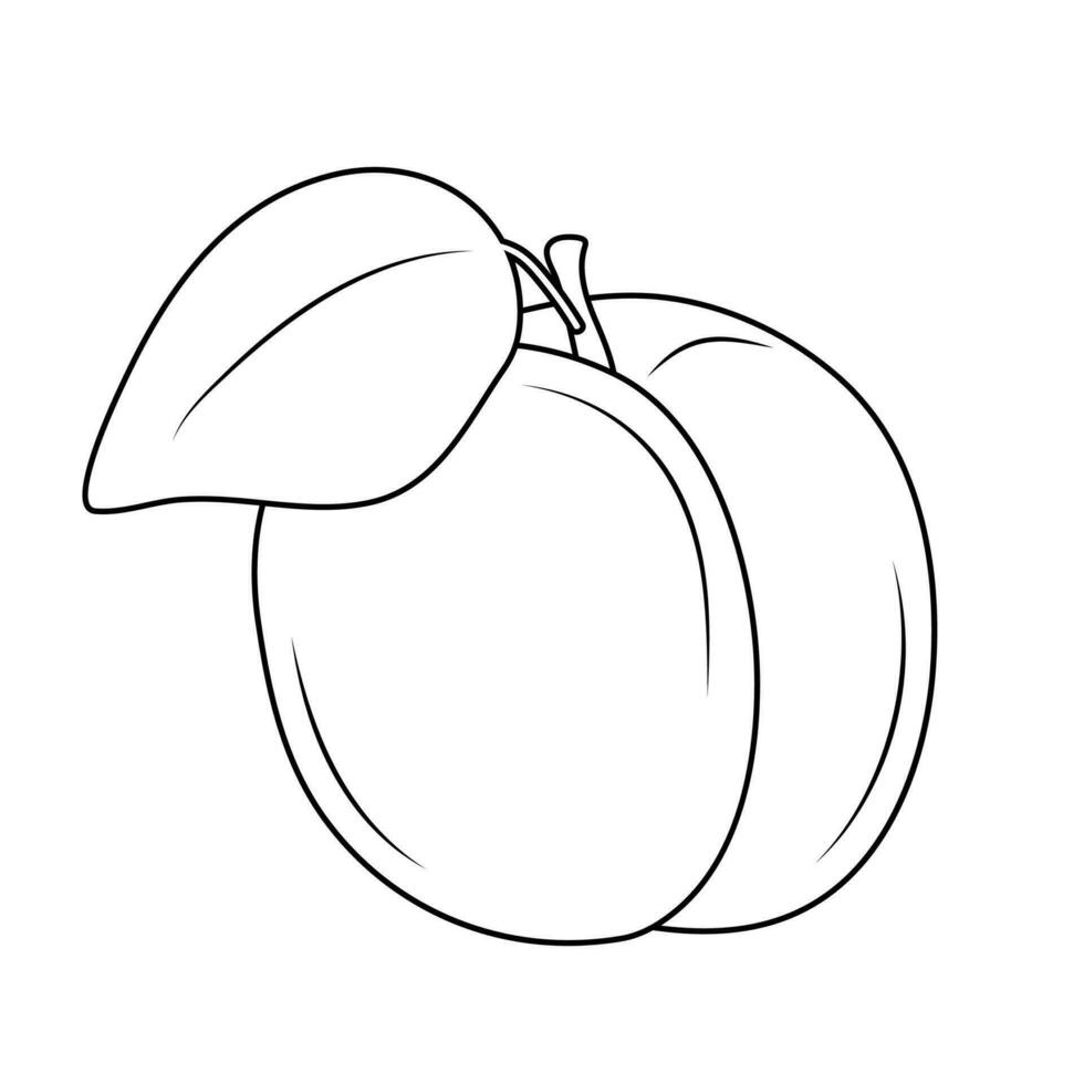 albaricoque. garabatear ilustración de albaricoque en blanco antecedentes. vector