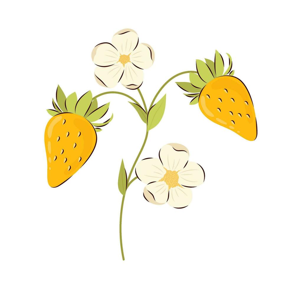 Flowering branch with ripe yellow strawberries on a white background. Strawberry vector illustration